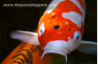 Closeup of a Koi