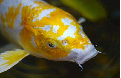 Premium Fish Food for Ponds