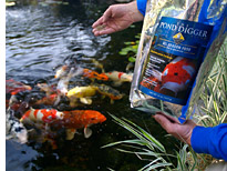 Feeding Koi in Pond