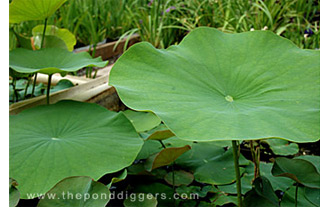 Closeup of lotus leafs