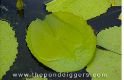 Tropical Lily Pads
