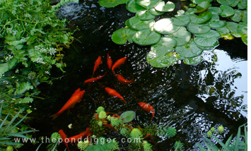 Pond Algae Balance