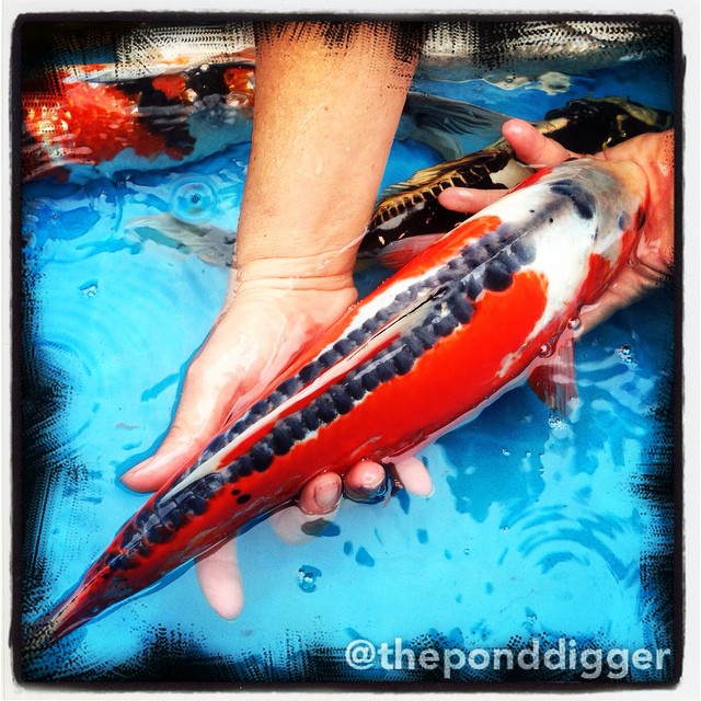 Koi pond supply sales store